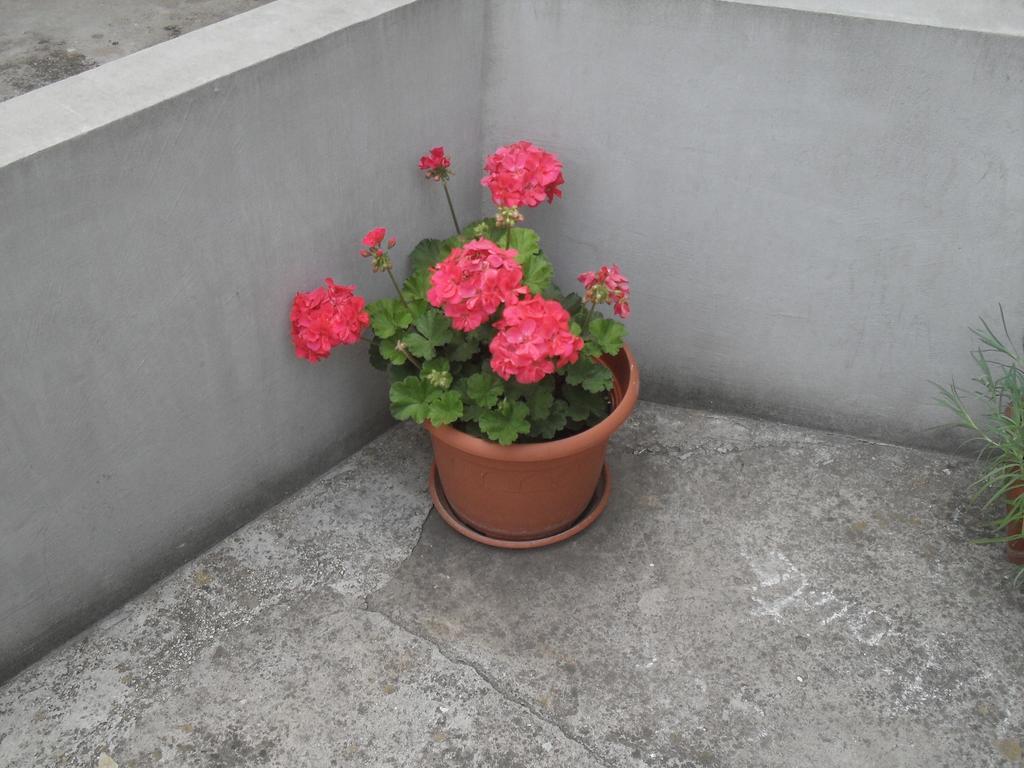 Apartment Maja Zadar Rum bild
